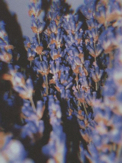 ivy.cutiepie thumbnail