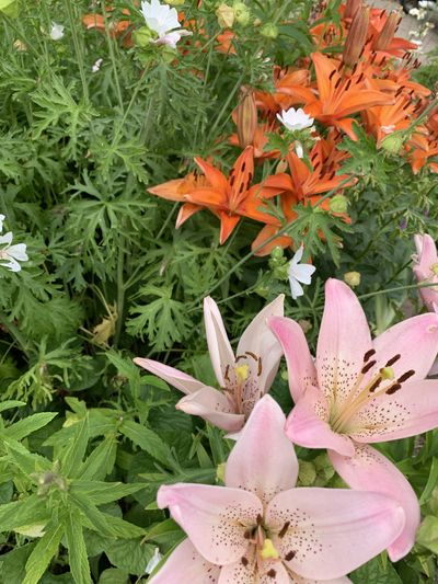 gingeronly134 thumbnail