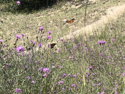 Lady Lilac thumbnail