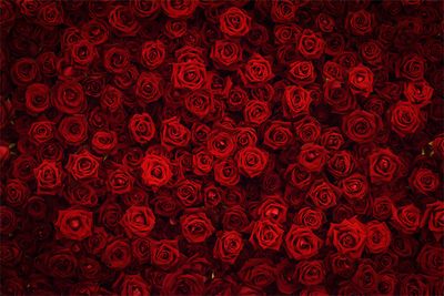 africanbusty thumbnail