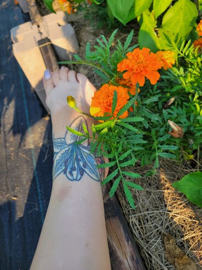 barefootinthegarden profile