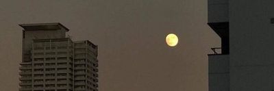 perseohonejpj thumbnail