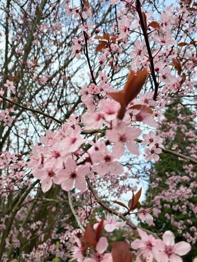 curvy.redhead.97 thumbnail