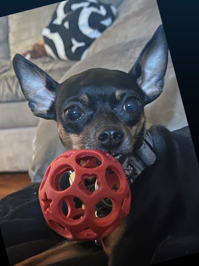 Harlow the MinChiPin profile