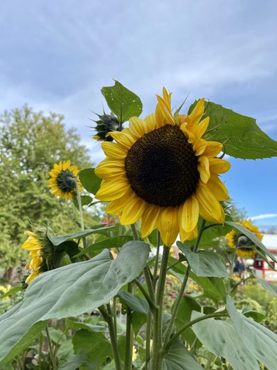 skyysprollyhigh thumbnail