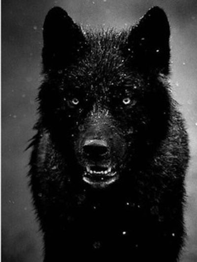 King $lang thumbnail