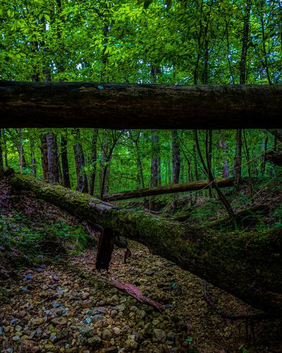 thewickedraven thumbnail