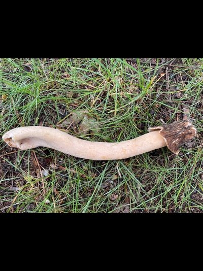 humongousfungus thumbnail