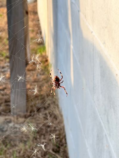 maleficent79 thumbnail