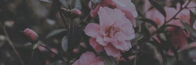 Amunet 🌙 thumbnail