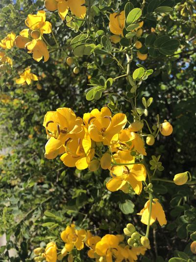 thecrownjulie thumbnail