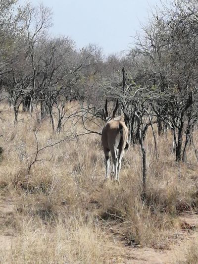 Du Preez Potgieter thumbnail