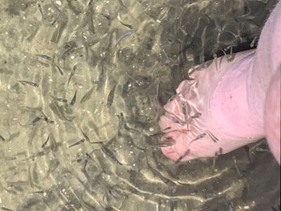 demon0child thumbnail