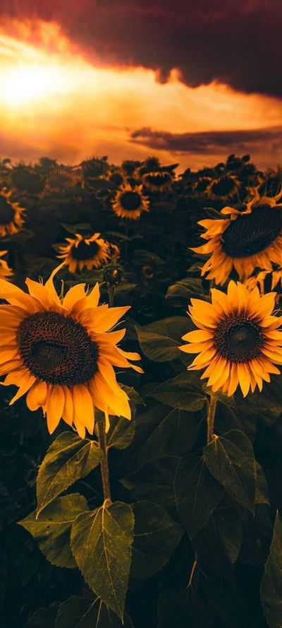 sunshinex94 thumbnail