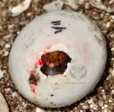 gruesomegrizzly thumbnail