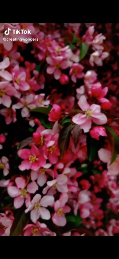 lettuceandcats thumbnail