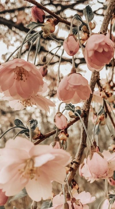 hunniebunn123 thumbnail