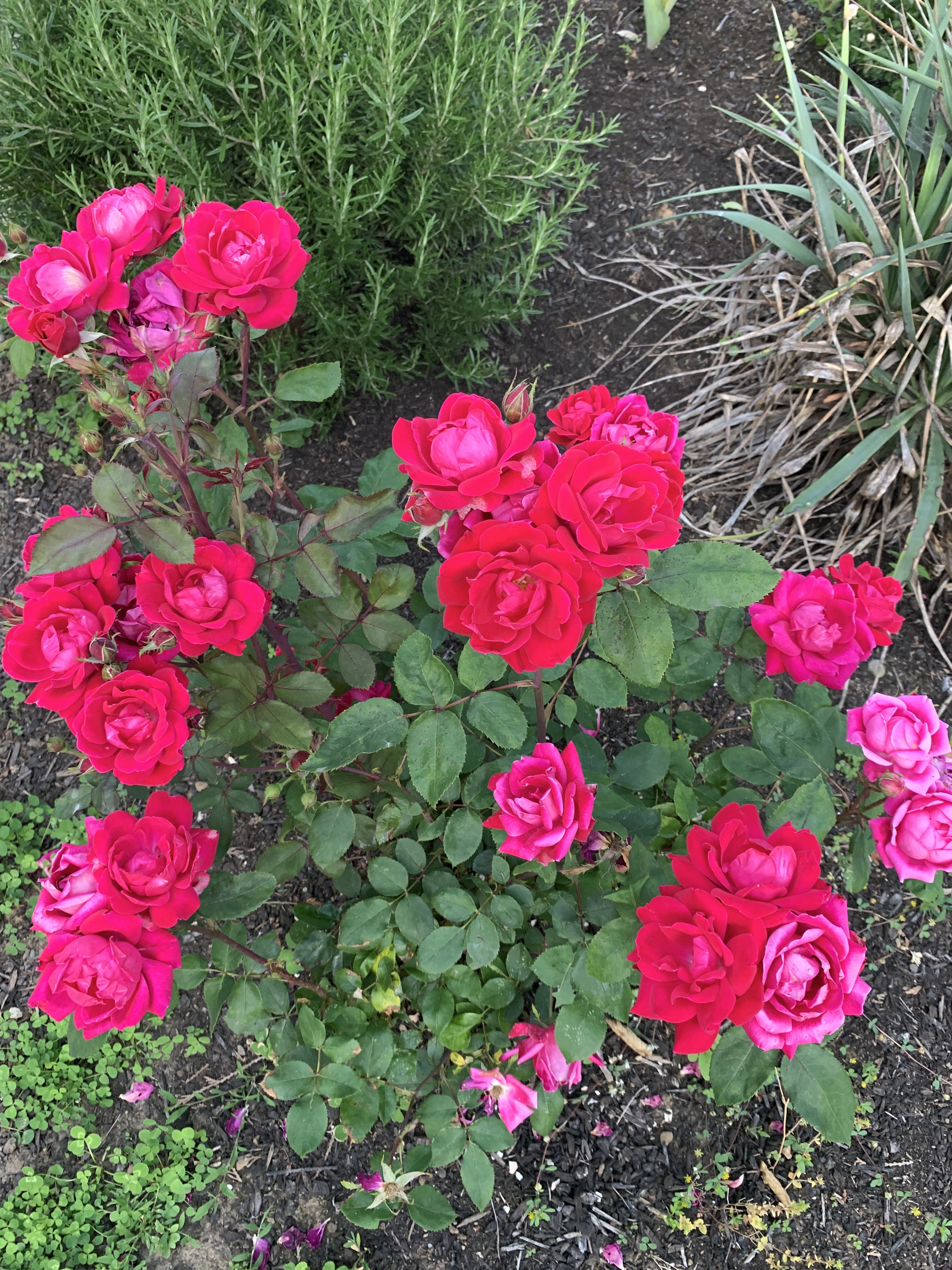 goddesseevie thumbnail