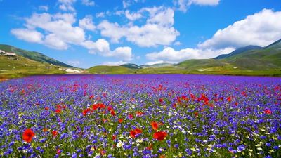 myla_angel thumbnail