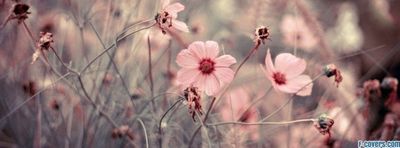 nightlingale thumbnail