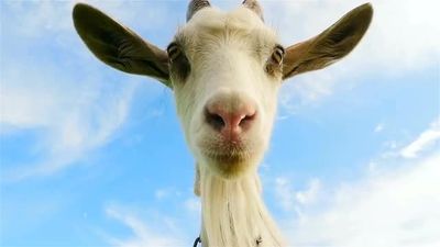 thepovgoat thumbnail