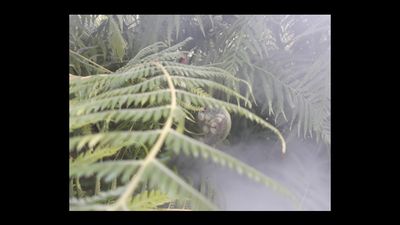 Florin Ciobanu thumbnail