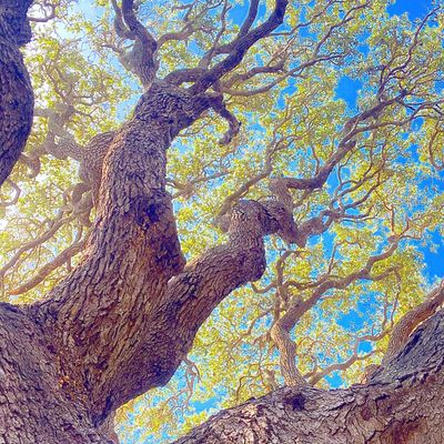 delphizimaserini thumbnail