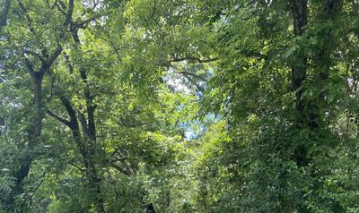 juicypandapaws thumbnail