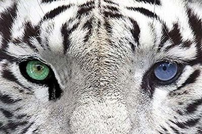 ryanjulian thumbnail