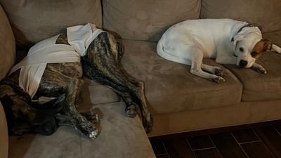 tracciking thumbnail