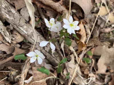 plowperson thumbnail