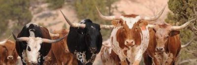 countryleo1 thumbnail