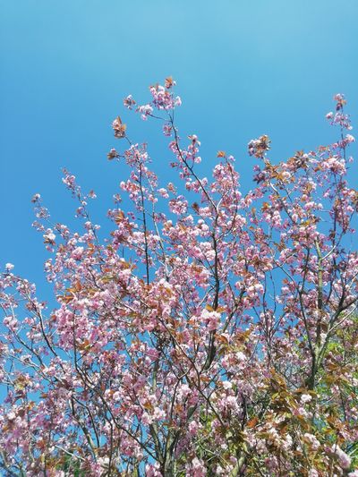 freak.on.a.leash thumbnail