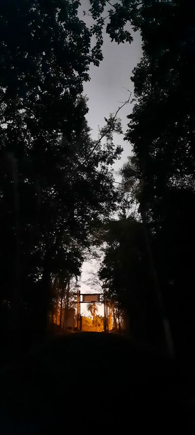 thiolivveira thumbnail