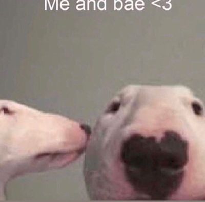 shpicyavocado thumbnail