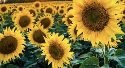 stellaaaaa415 thumbnail