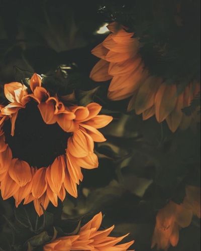 shyslytherin thumbnail