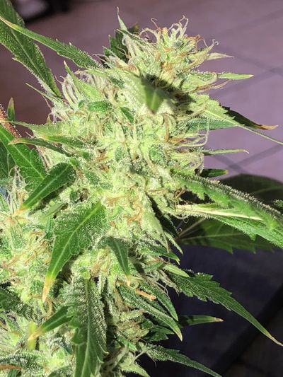 ceelynnify thumbnail