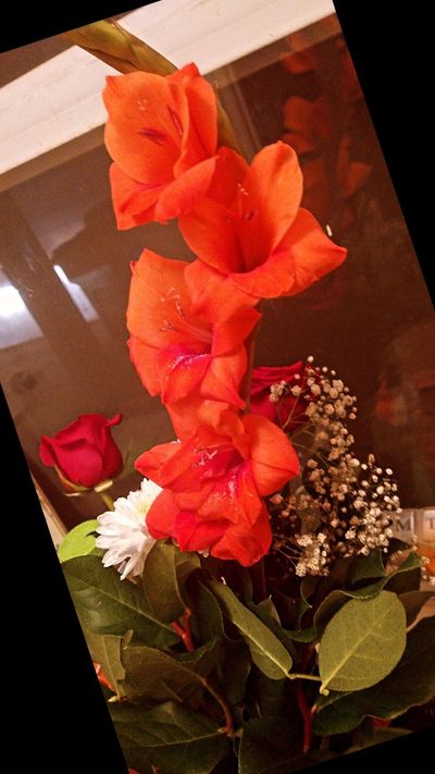 petuniaxoxo02 thumbnail