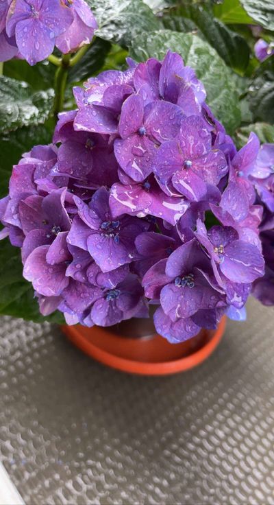 primetimeisla thumbnail