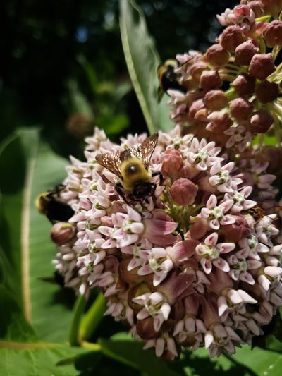 thehoneytm thumbnail