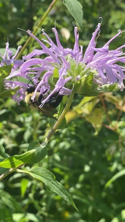 verysweetvieve thumbnail