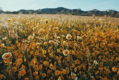 minushfoxy thumbnail