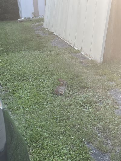 xopeachypinkxo thumbnail