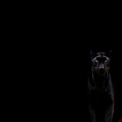 𝑳𝒂_𝒙_𝑷𝒂𝒏𝒕𝒆𝒓𝒂 thumbnail