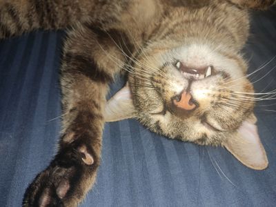 Daniel Romero thumbnail