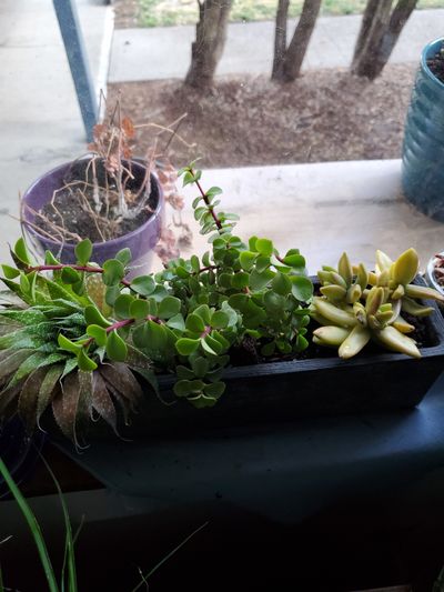 onlyplants88 thumbnail