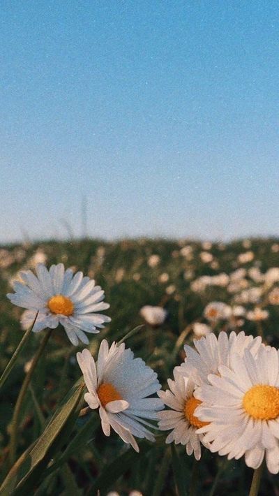 daffodilbaby thumbnail