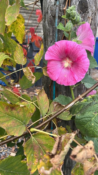 xurstrulyx thumbnail