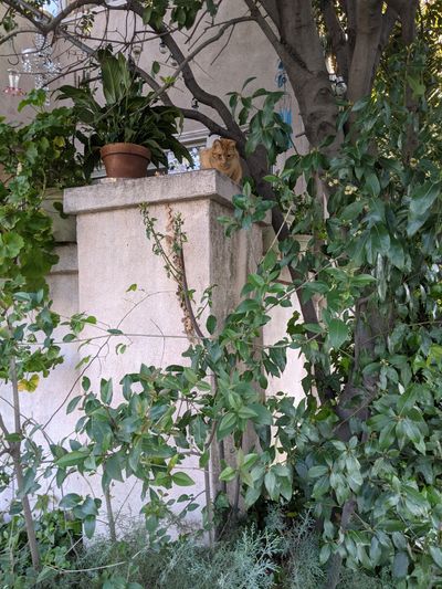 sharktoothbb thumbnail